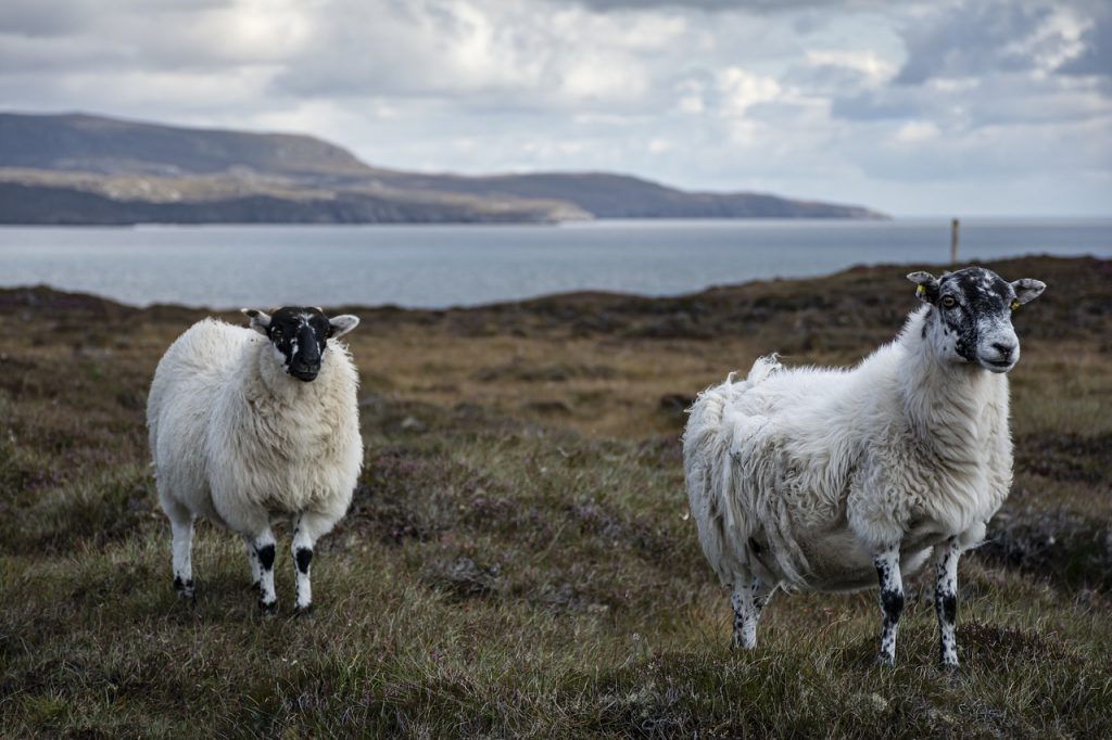 sheep, cattle, nature-6854087.jpg